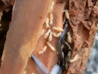 市南白蚁防治公司分享破除白蚁防治四大常见误区，科学防虫不踩坑